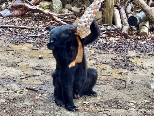 動物環境「熊」促咪  壽山動物園攜手內埔農工設計覓食新玩具